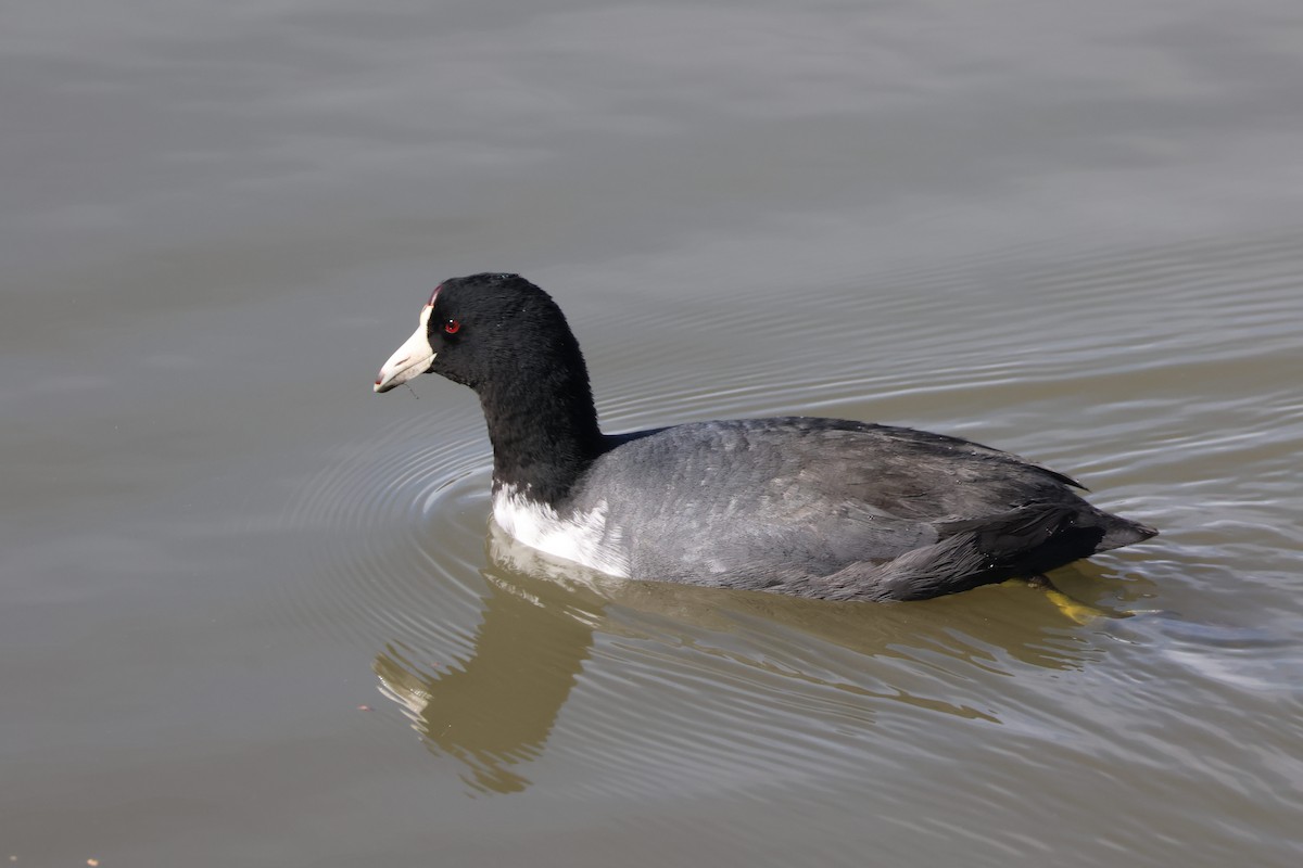 American Coot - Cameron Tescher