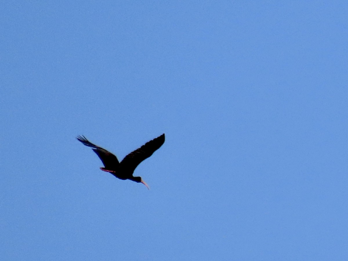 ibis tmavý - ML615010436