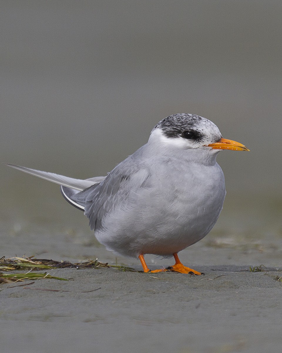 Black-fronted Tern - ML615010437