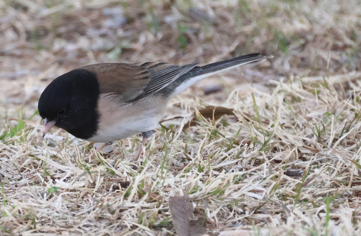 Dark-eyed Junco - ML615010448