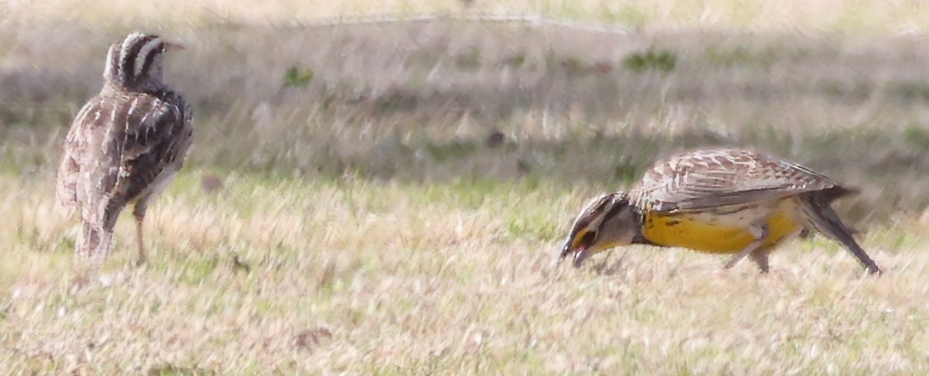 Western Meadowlark - George Nothhelfer