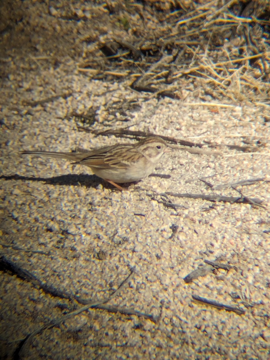 Brewer's Sparrow - ML615010524