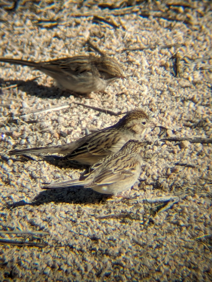 Brewer's Sparrow - ML615010525