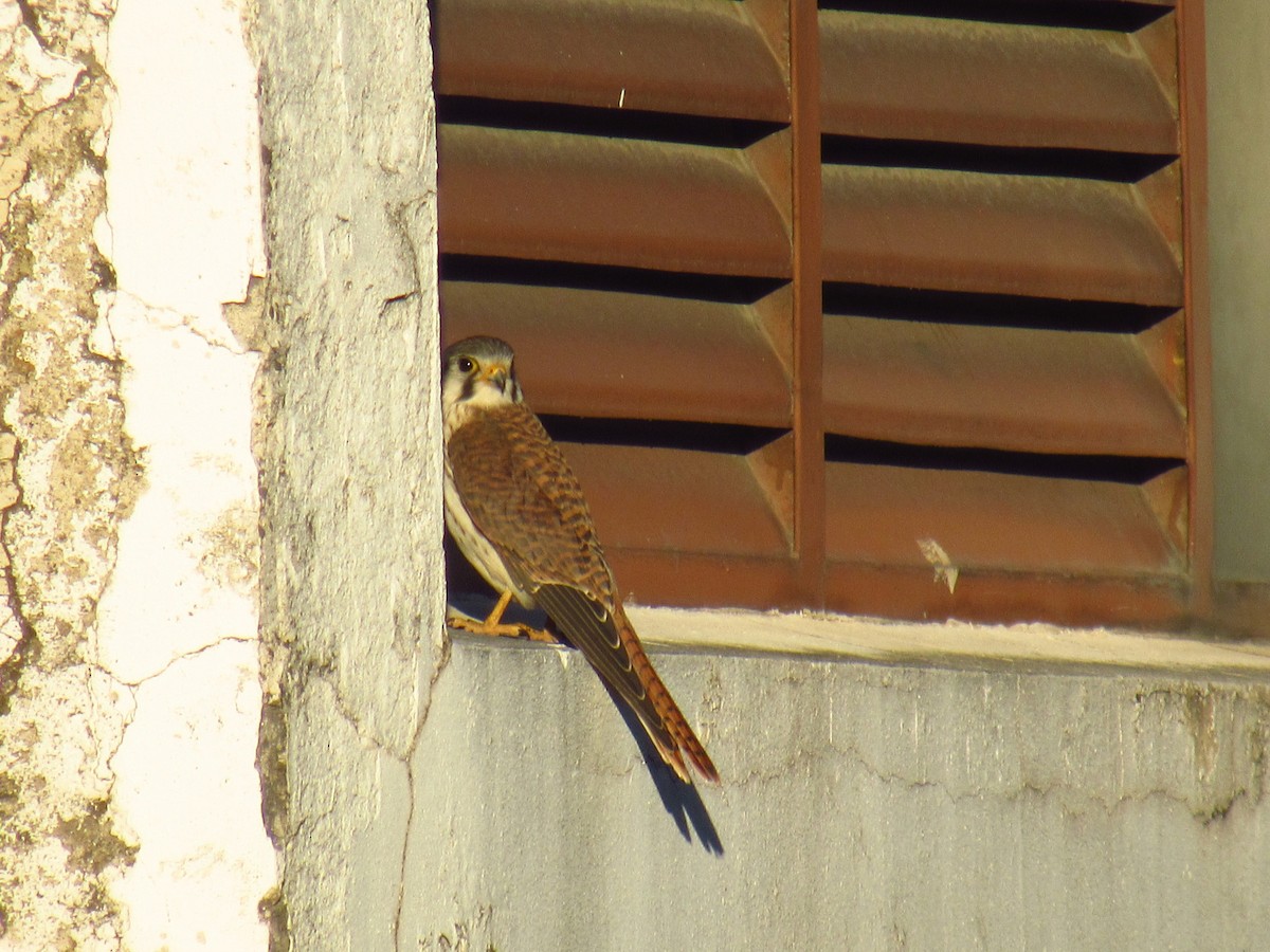 American Kestrel - ML615010526