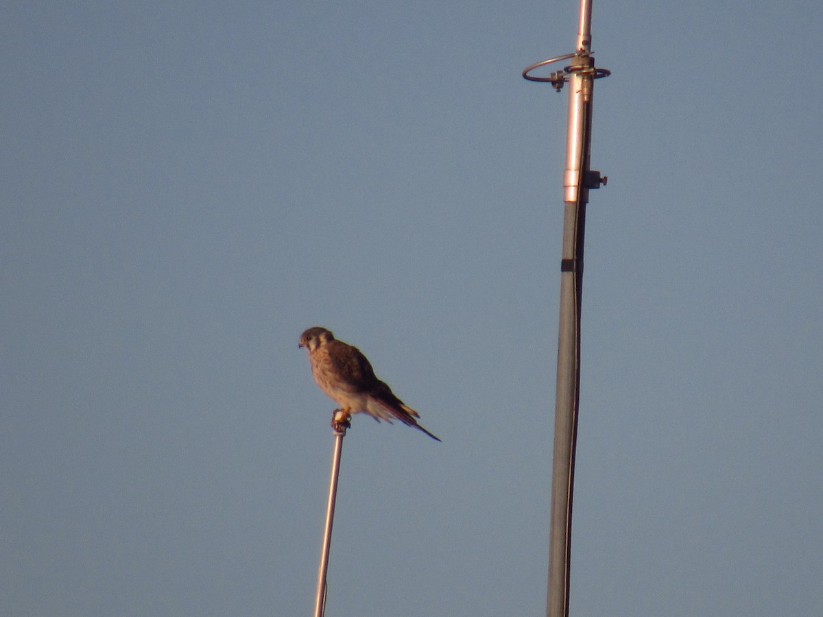 American Kestrel - ML615010527