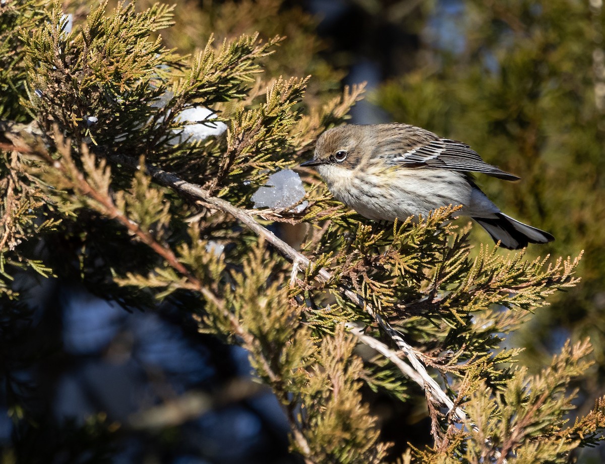 Yellow-rumped Warbler - ML615010606