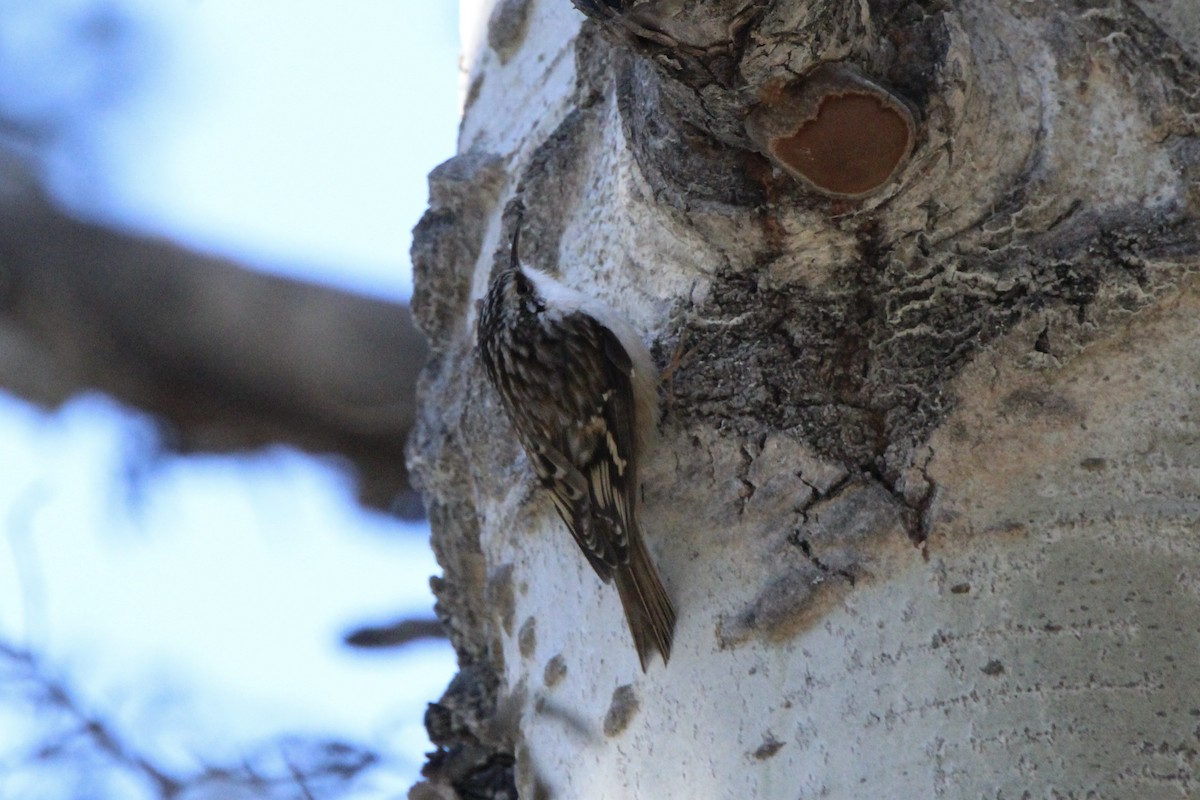 Brown Creeper - ML615010624