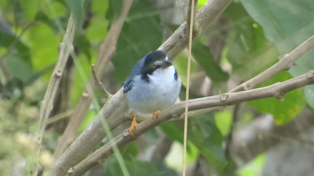 Hooded Tanager - ML615010672