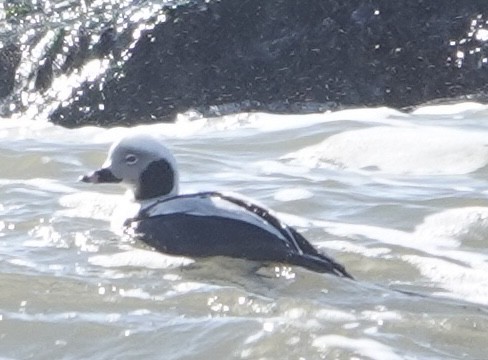 Long-tailed Duck - ML615010679