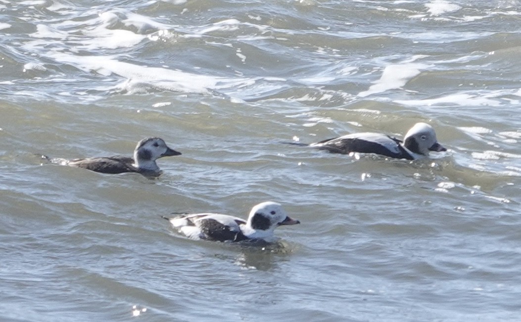 Long-tailed Duck - ML615010680