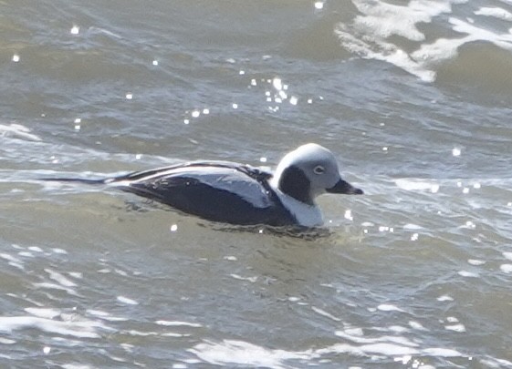 Long-tailed Duck - ML615010681