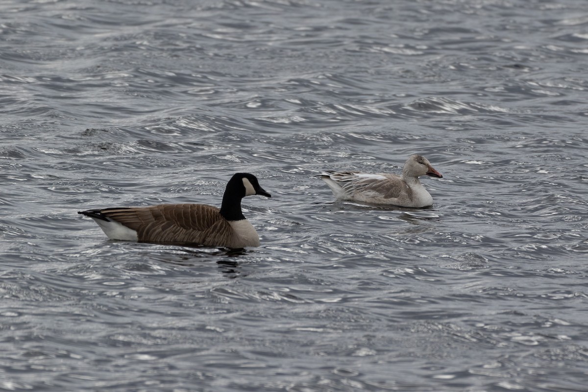 Snow Goose - ML615010725