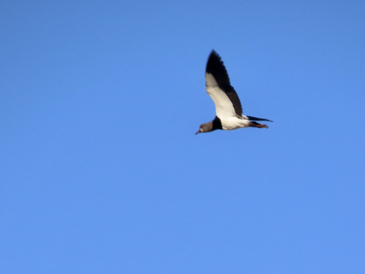 Southern Lapwing (lampronotus) - ML615010794