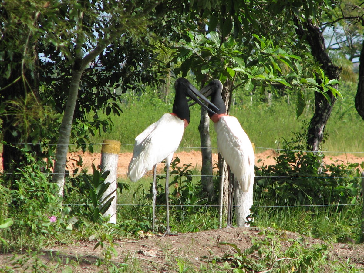 Jabiru d'Amérique - ML615010797