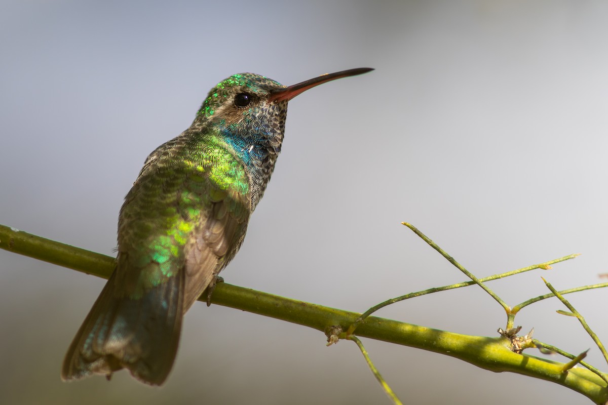 Broad-billed Hummingbird - Max Breshears