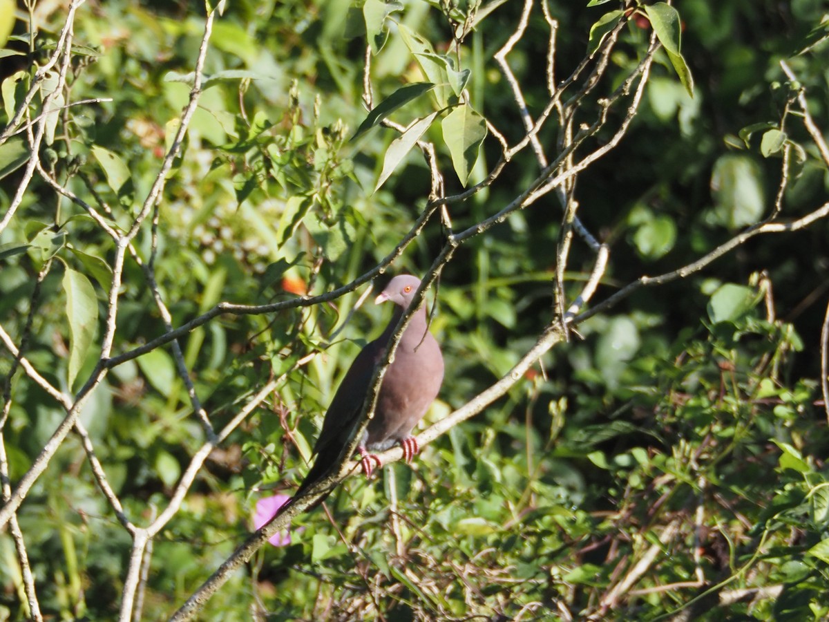 Red-billed Pigeon - ML615010845