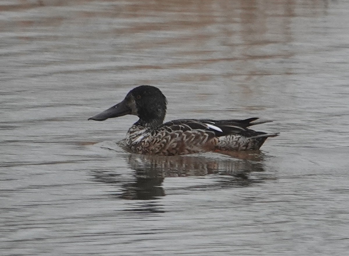 Northern Shoveler - ML615010868