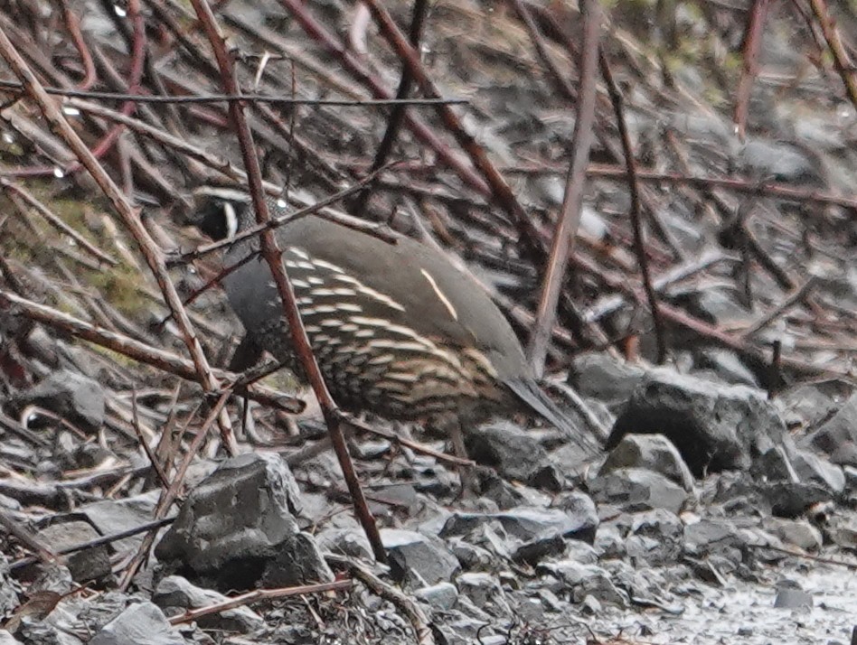 California Quail - ML615010903