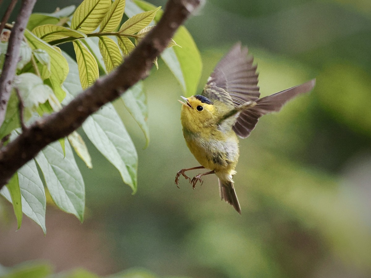 Wilson's Warbler - ML615011008