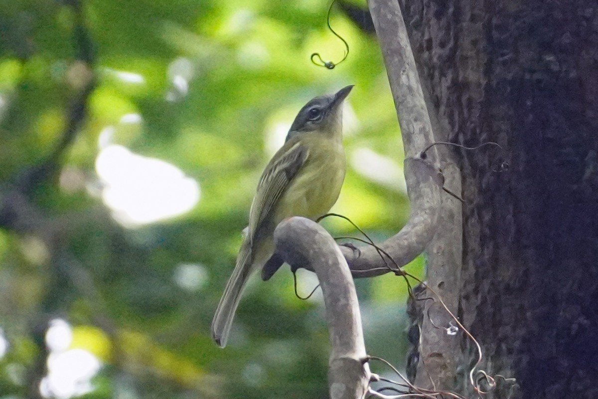 Yellow-winged Flatbill - Emily Hjalmarson