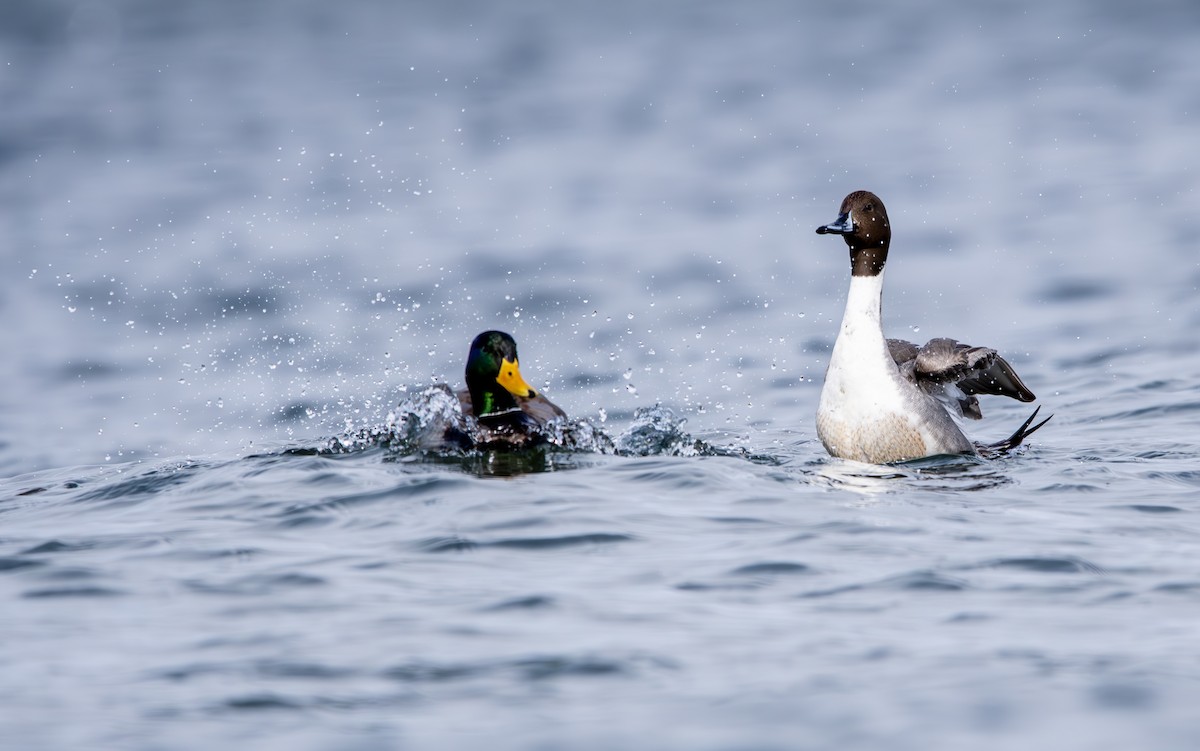 Northern Pintail - ML615011021