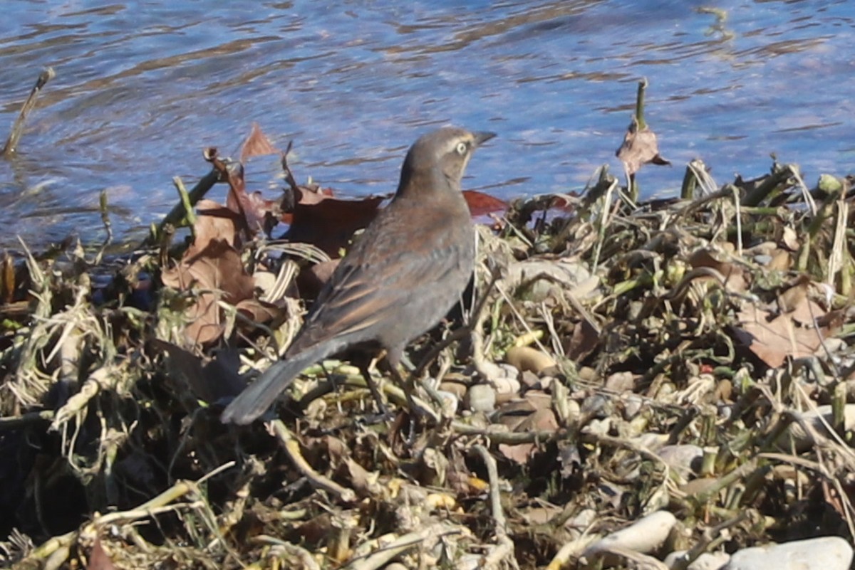 Rusty Blackbird - ML615011042