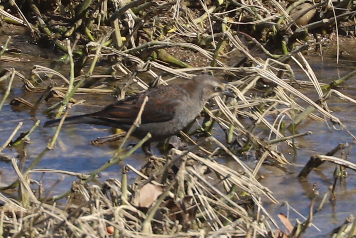 Rusty Blackbird - ML615011044