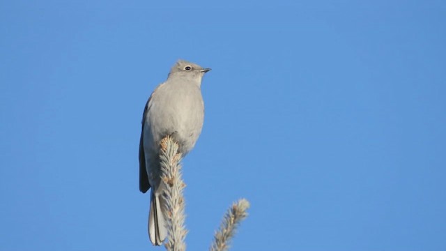 gråsolitærtrost - ML615011082