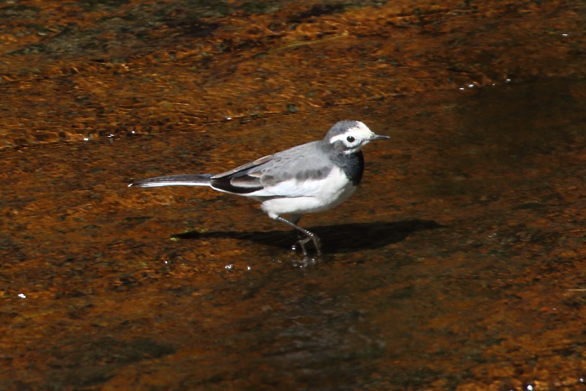 White Wagtail - ML615011186