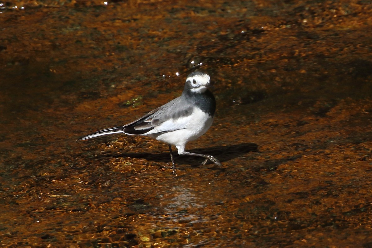 White Wagtail - ML615011188