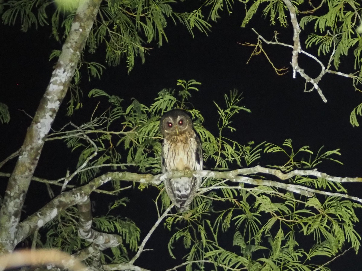 Mottled Owl - ML615011191