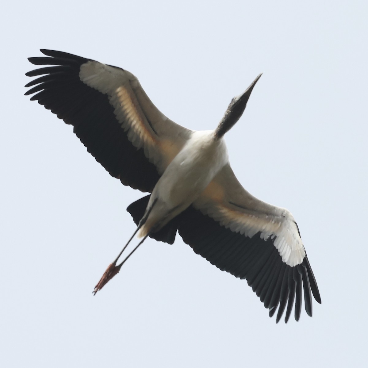 Wood Stork - Glenn and Ellen Peterson