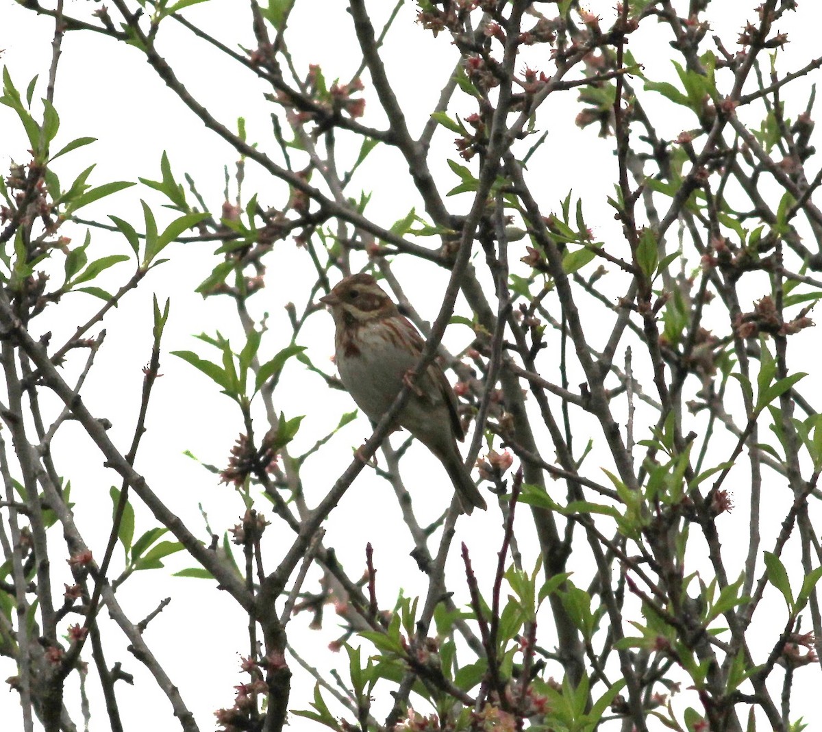 Rustic Bunting - ML615011221