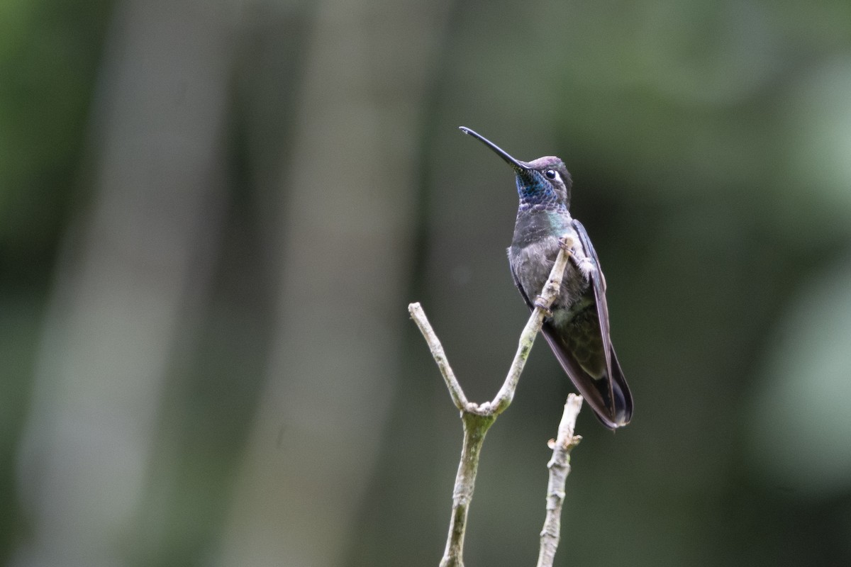 kolibřík skvostný - ML615011245