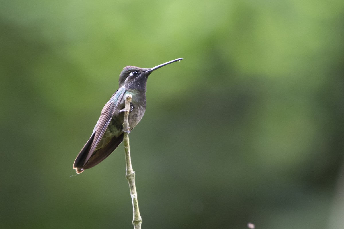 kolibřík skvostný - ML615011247