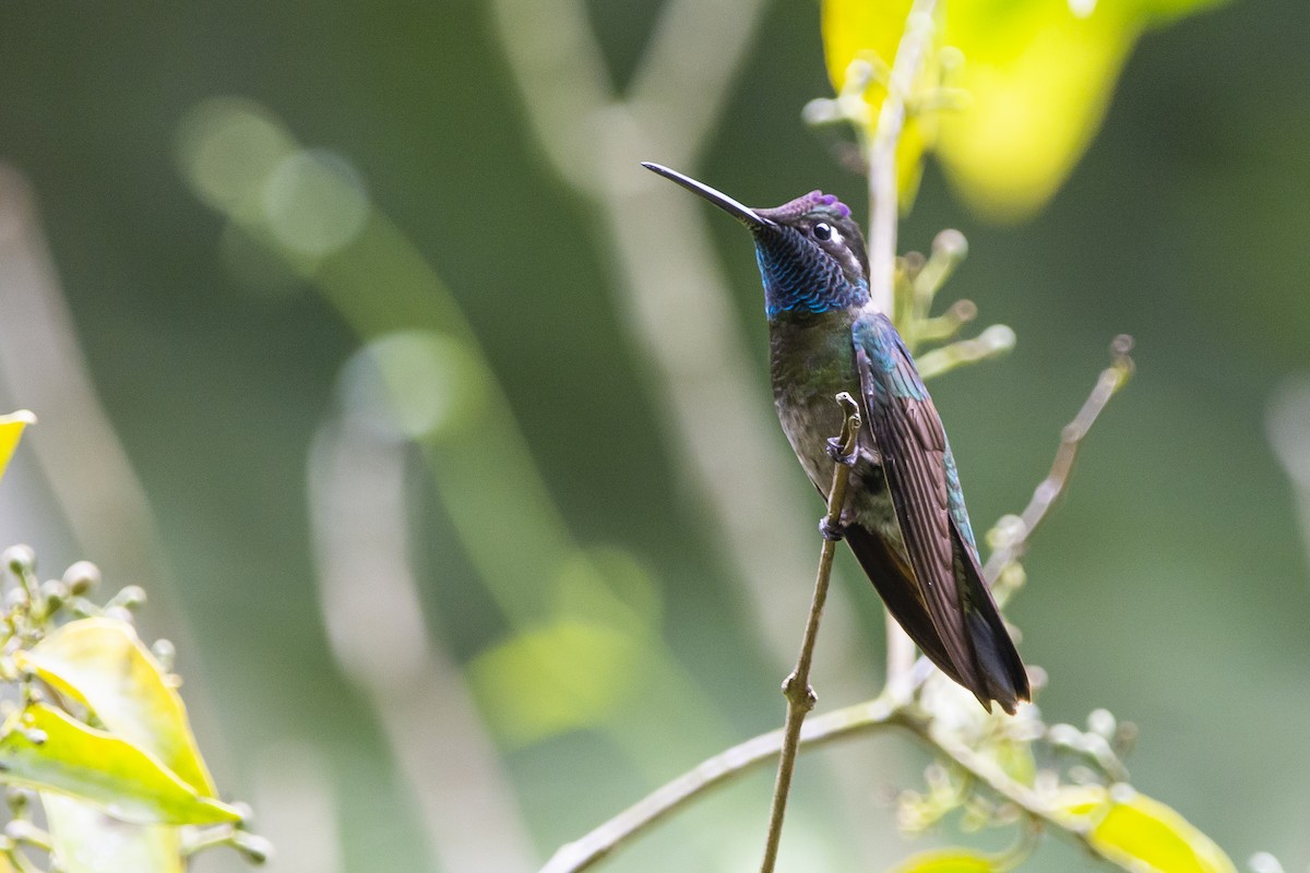 kolibřík skvostný - ML615011248