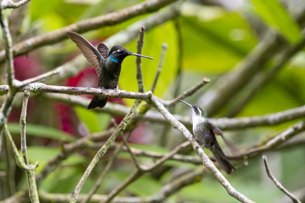 kolibřík skvostný - ML615011250