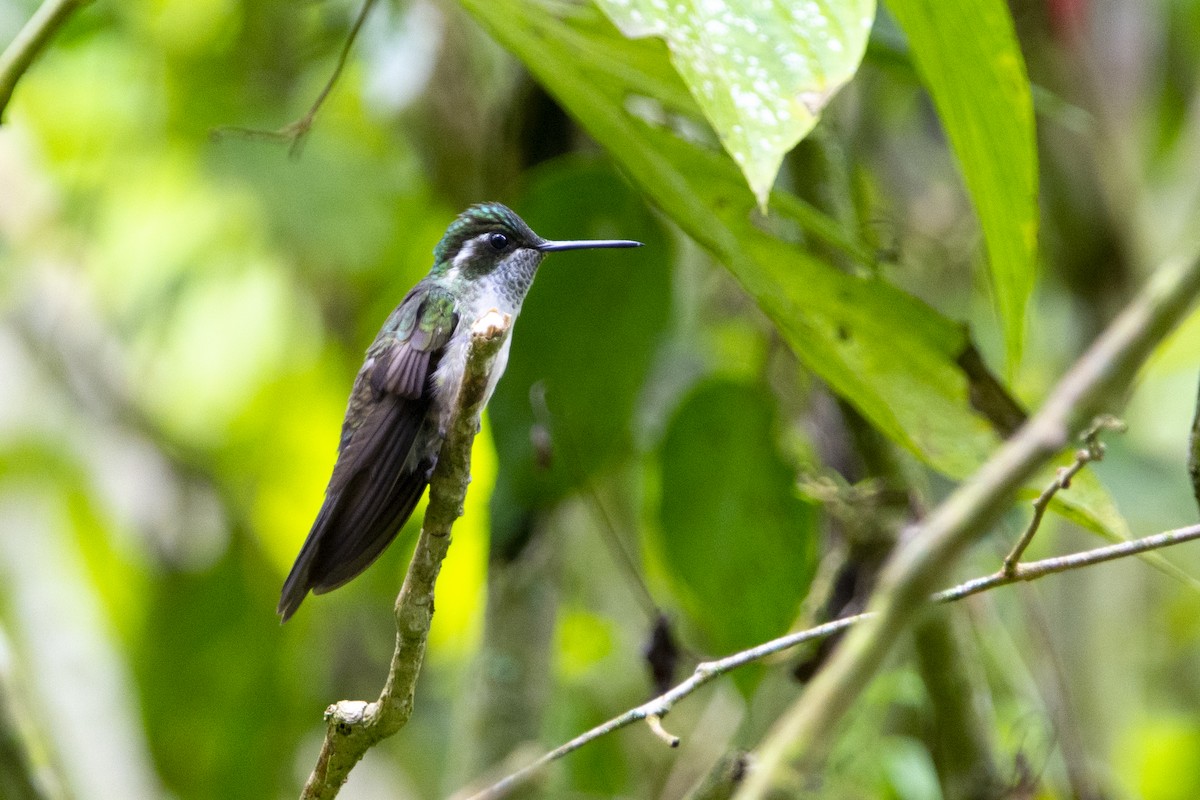 kolibřík salvadorský - ML615011258