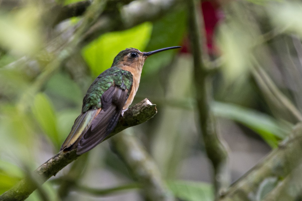 kolibřík pestroocasý - ML615011272