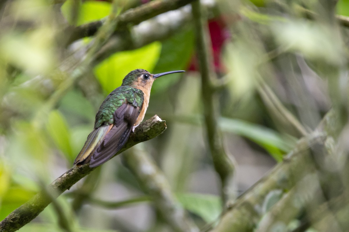 kolibřík pestroocasý - ML615011273