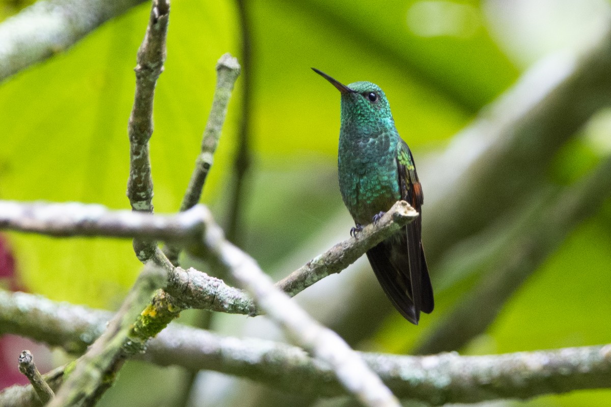 Blue-tailed Hummingbird - ML615011283