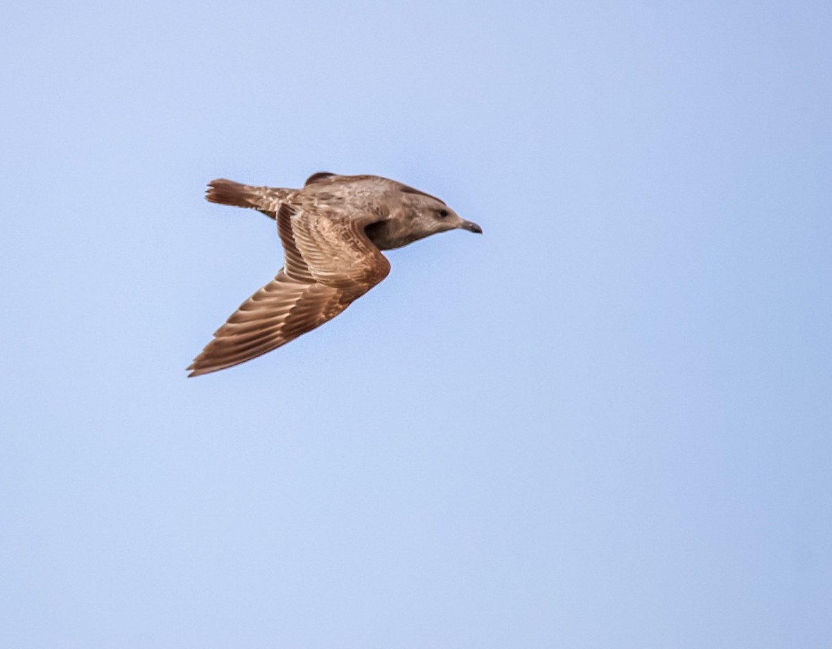 Herring Gull - ML615011287