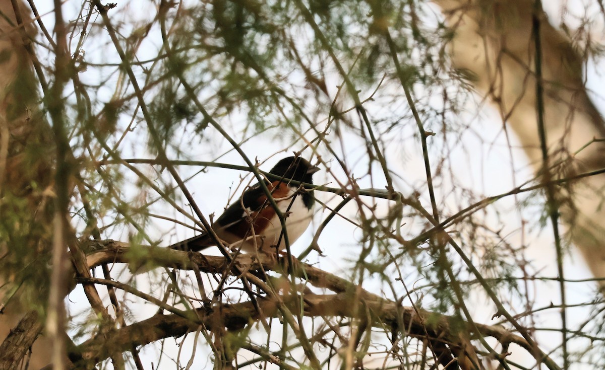 Eastern Towhee - ML615011309