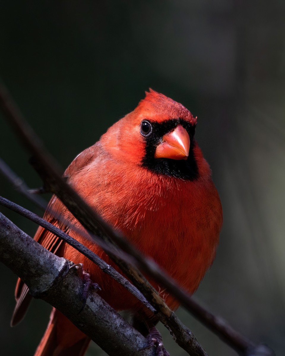 Cardinal rouge - ML615011321