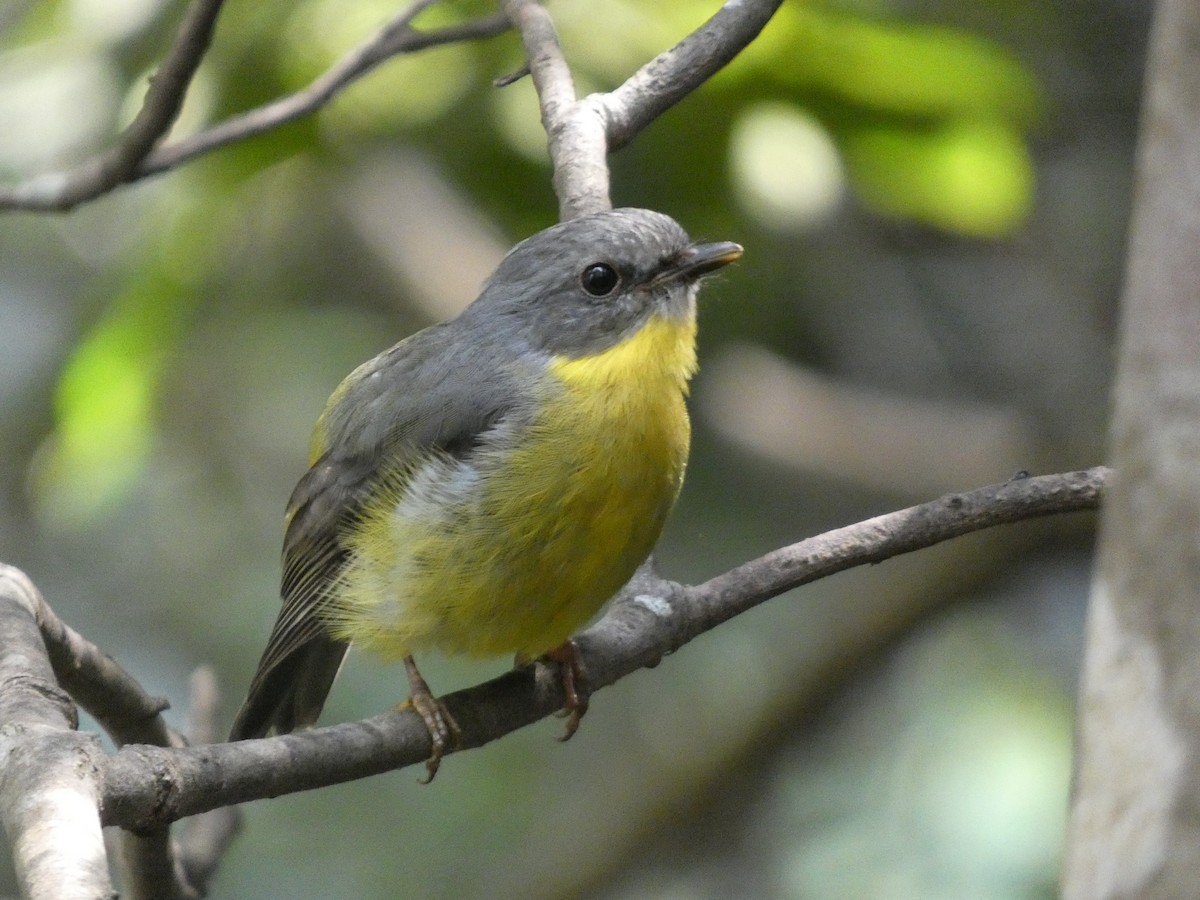 Eastern Yellow Robin - ML615011327