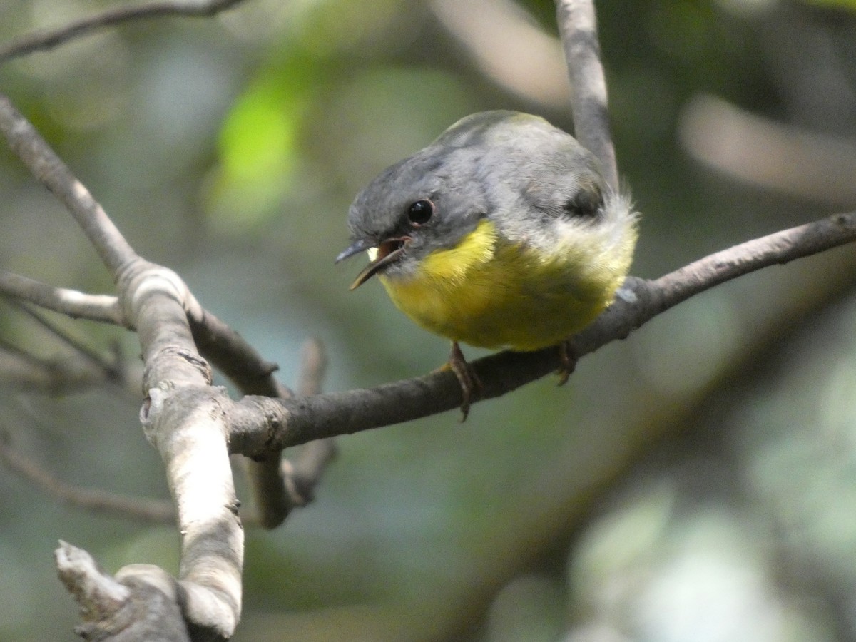 Eastern Yellow Robin - ML615011334