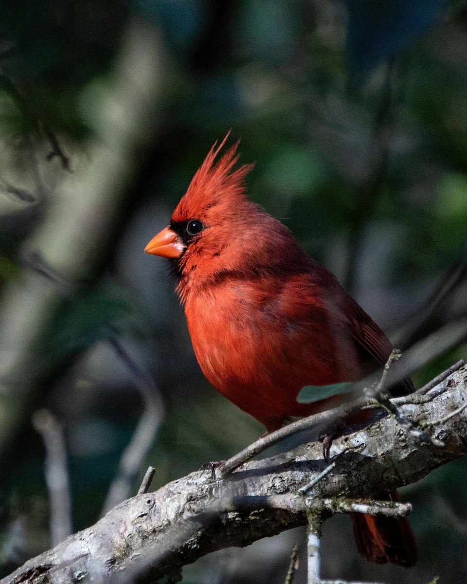 Cardinal rouge - ML615011338