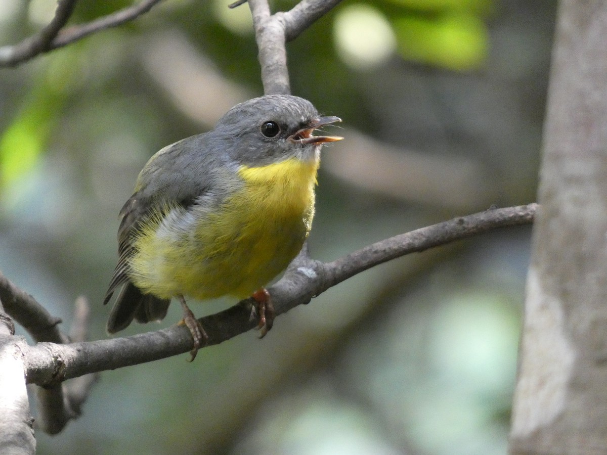 Eastern Yellow Robin - ML615011339