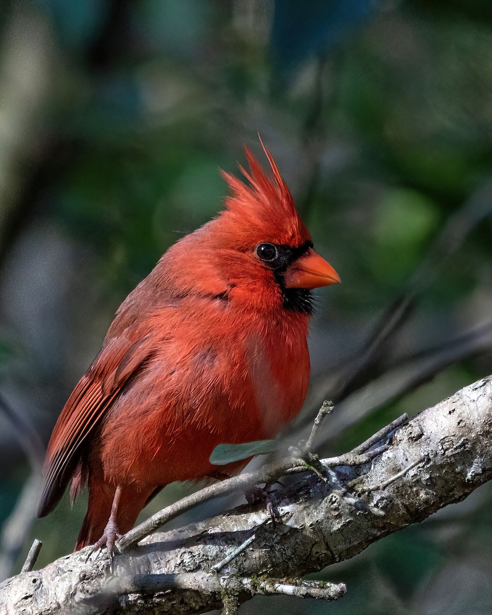 Cardinal rouge - ML615011351