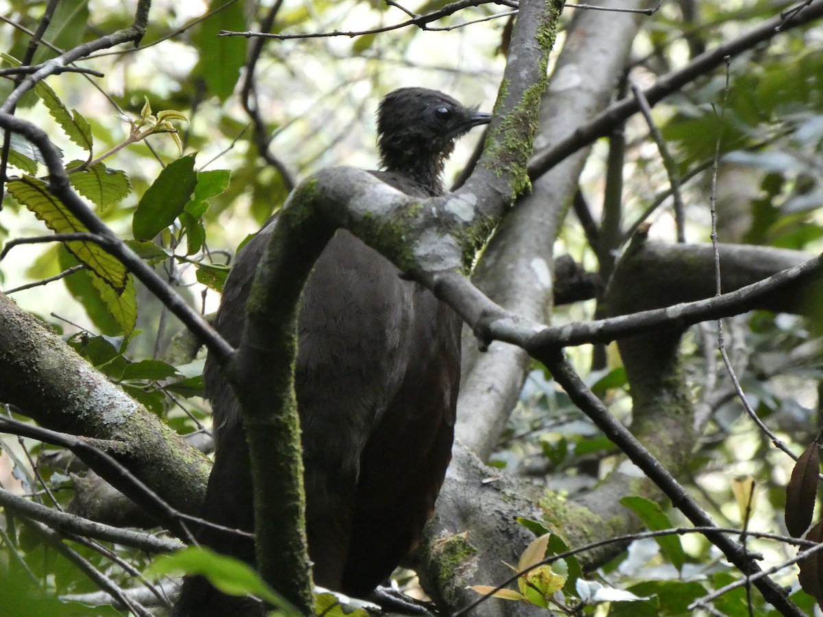 Superb Lyrebird - ML615011358